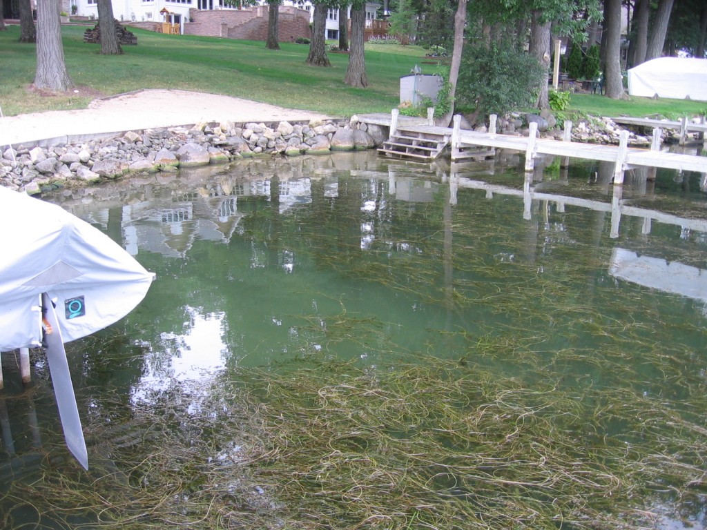 Shoreline weeds before raking